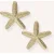 Notre-V Sieraden Earring Sea Star Goudkleurig